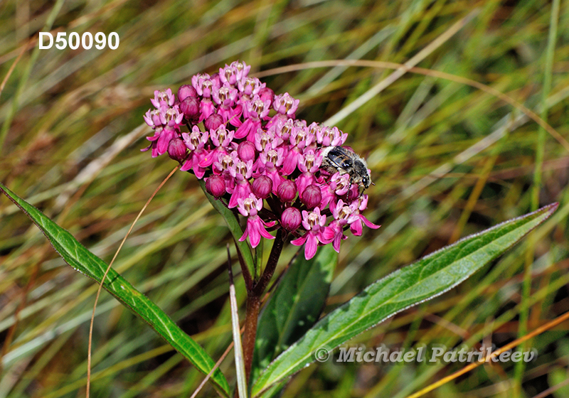 Swamp Milkweed (Asclepias incarnata)